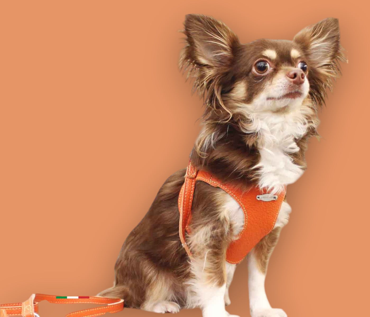 Basic. Set 3 pcs. Leather harness and leash with waste bags dispenser