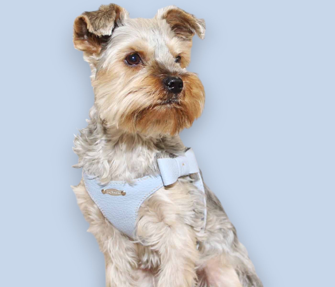 Basic. Set 3 pcs. Leather harness and leash with waste bags dispenser