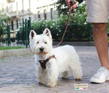 Basic. Pettorina Bustier ergonomica e regolabile in pelle  per cani