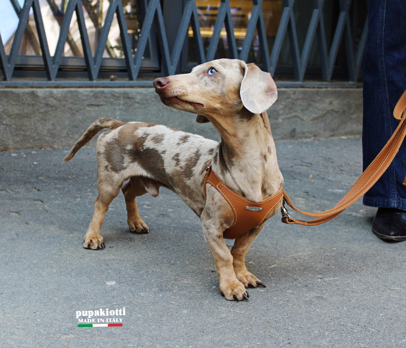 犬用ハーネス