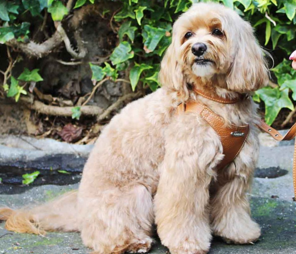 Basic. Ergonomic and adjustable leather harness for dogs