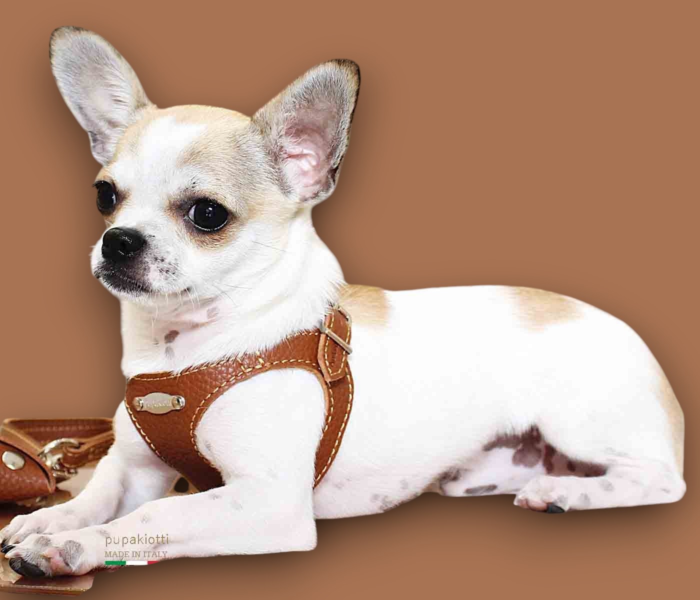 Basic. Set 3 pcs. Leather harness and leash with waste bags dispenser