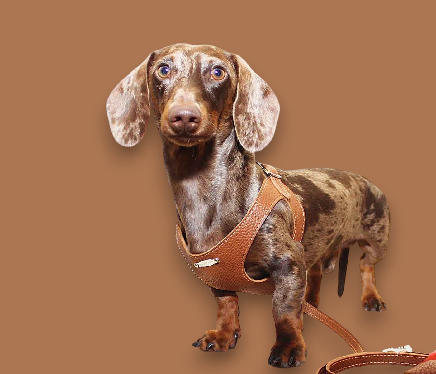 Basic. Set 3 pcs. Leather harness and leash with waste bags dispenser