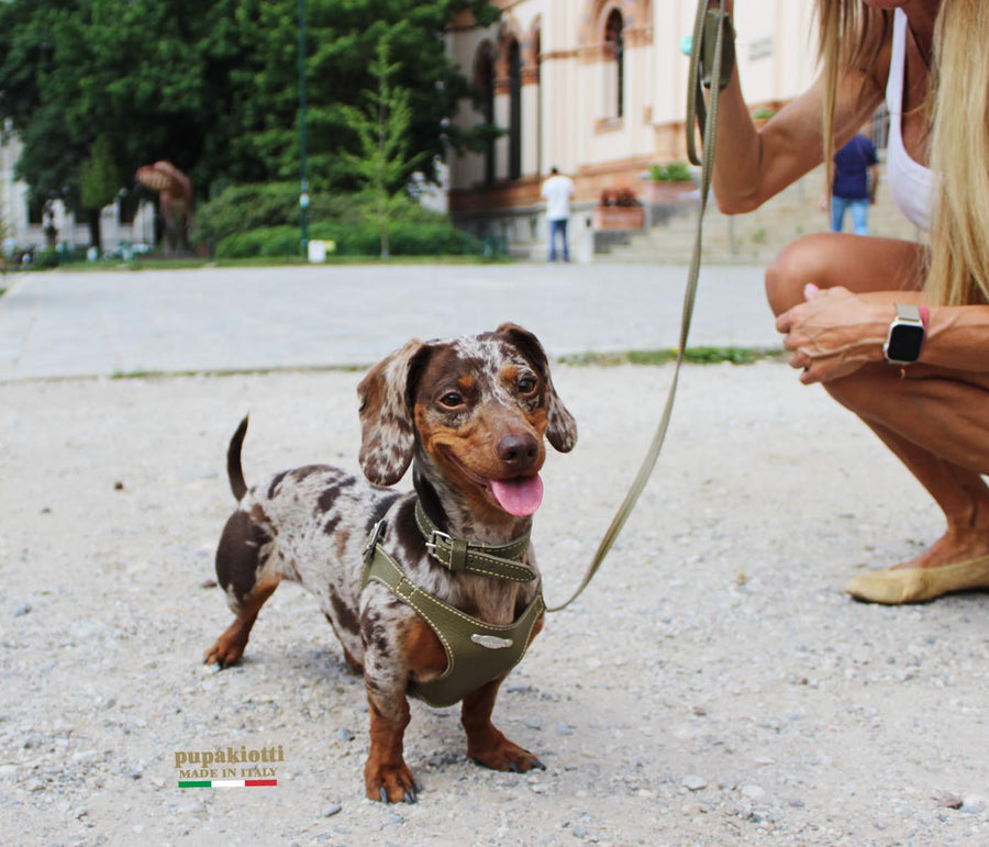 Basic. Pettorina Bustier ergonomica e regolabile in pelle  per cani