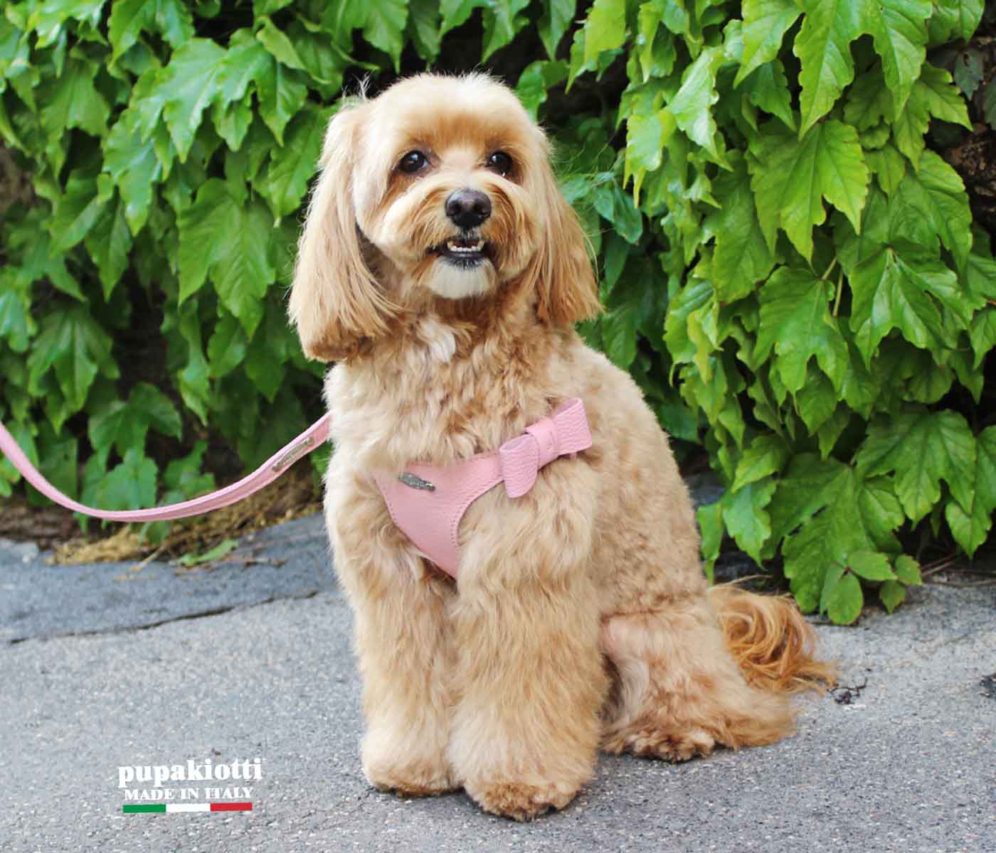 Basic. Pettorina Bustier ergonomica e regolabile in pelle  per cani