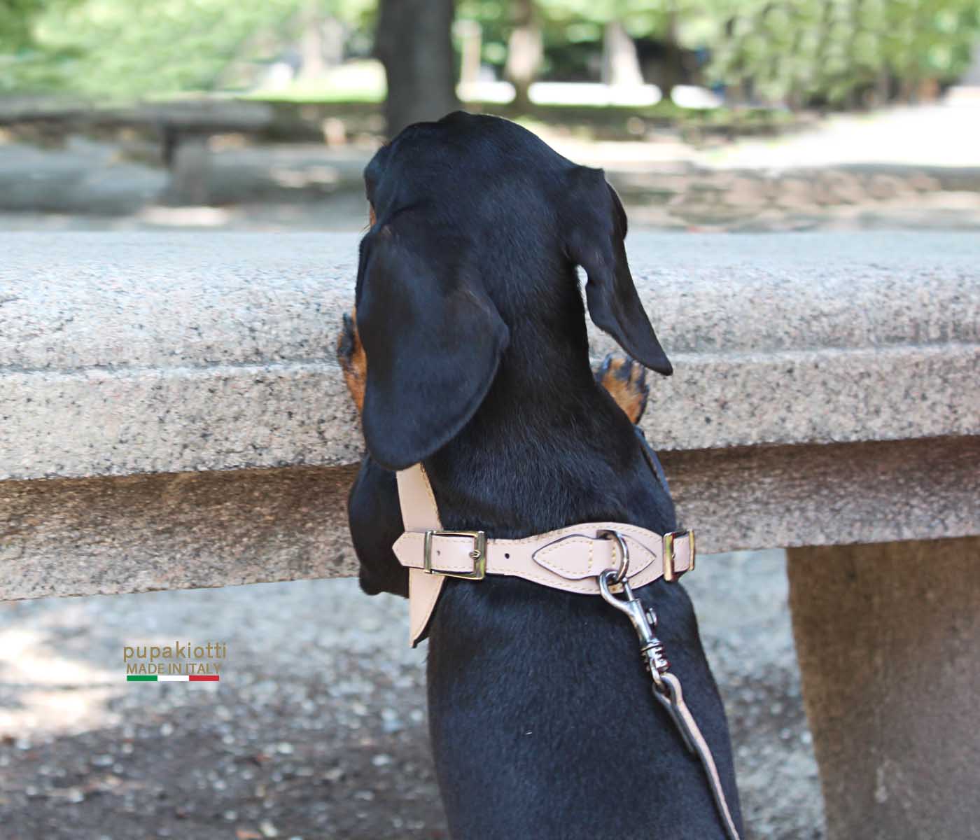 PREMIUM. Leather harness for dog