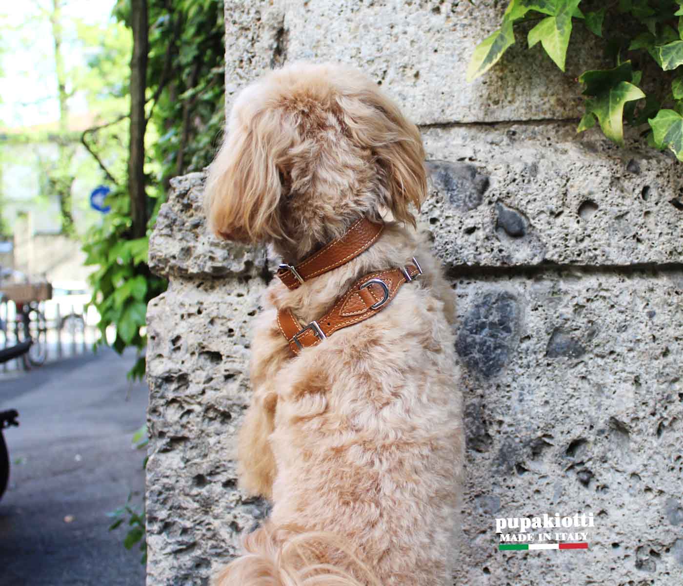 Basic. Set 3 pcs. Leather harness and leash with waste bags dispenser