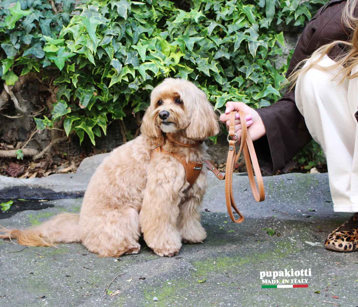 Basic. Set 3 pcs. Leather harness and leash with waste bags dispenser