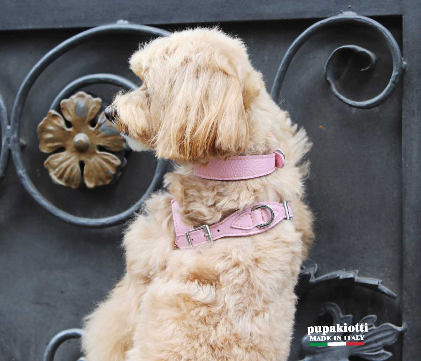 Basic. Set 3 pcs. Leather harness and leash with waste bags dispenser