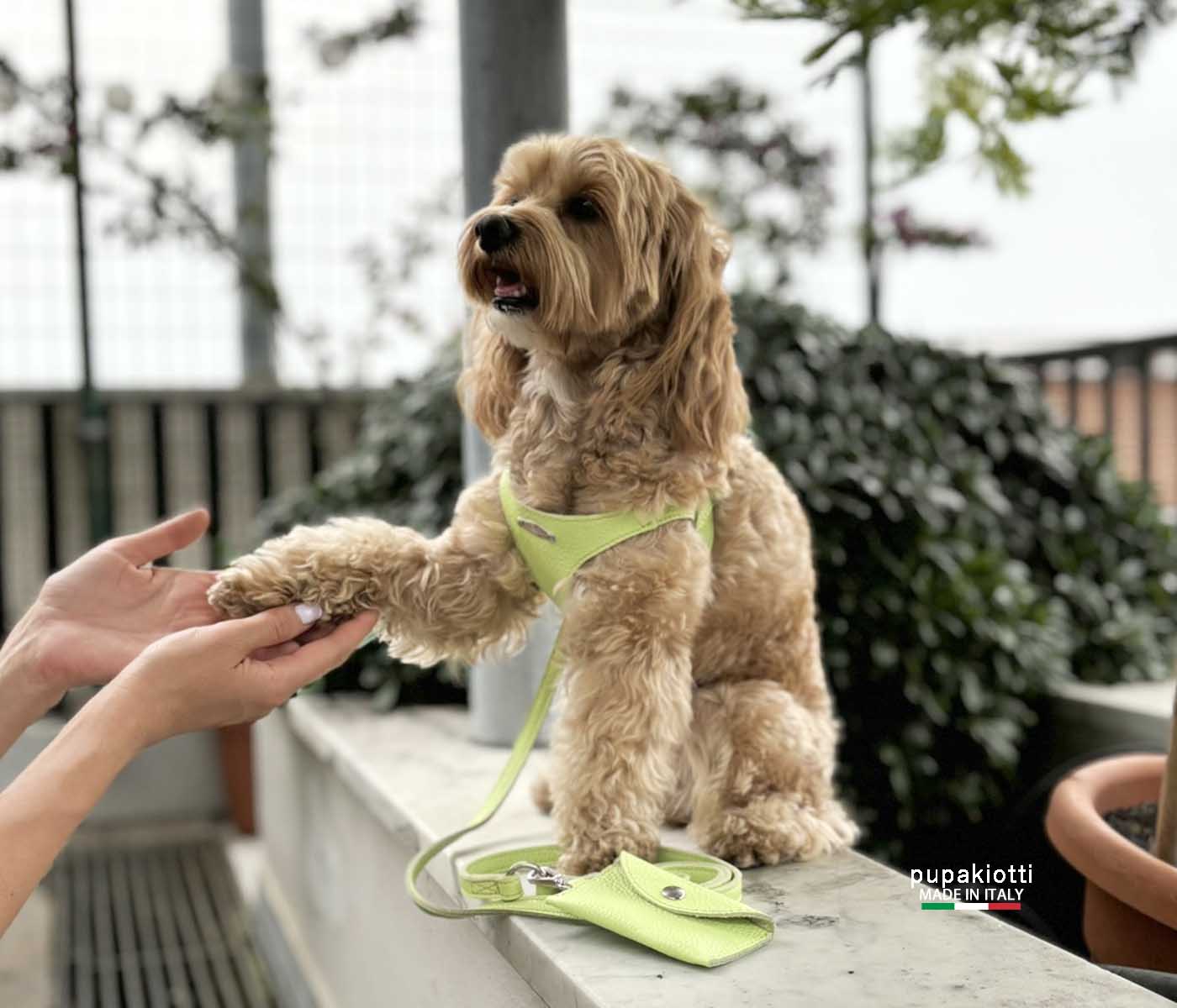 Basic. Set 3 pcs. Leather harness and leash with waste bags dispenser