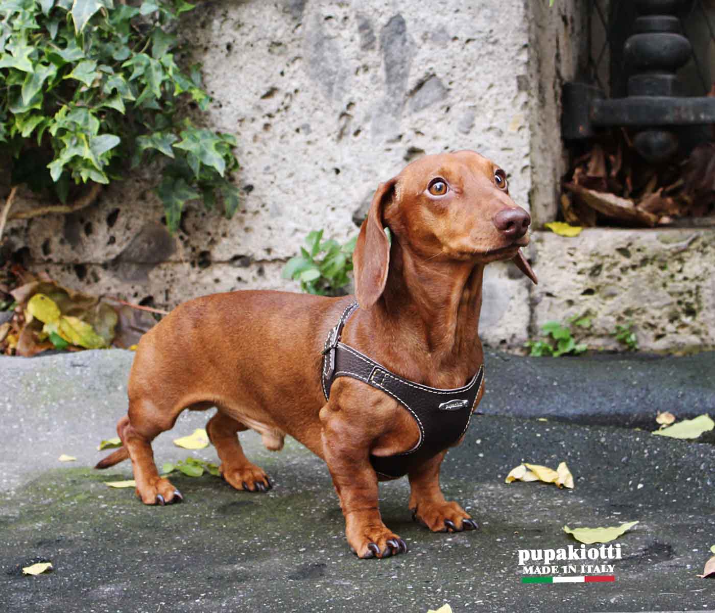 Basic. Set 3 pcs. Leather harness and leash with waste bags dispenser