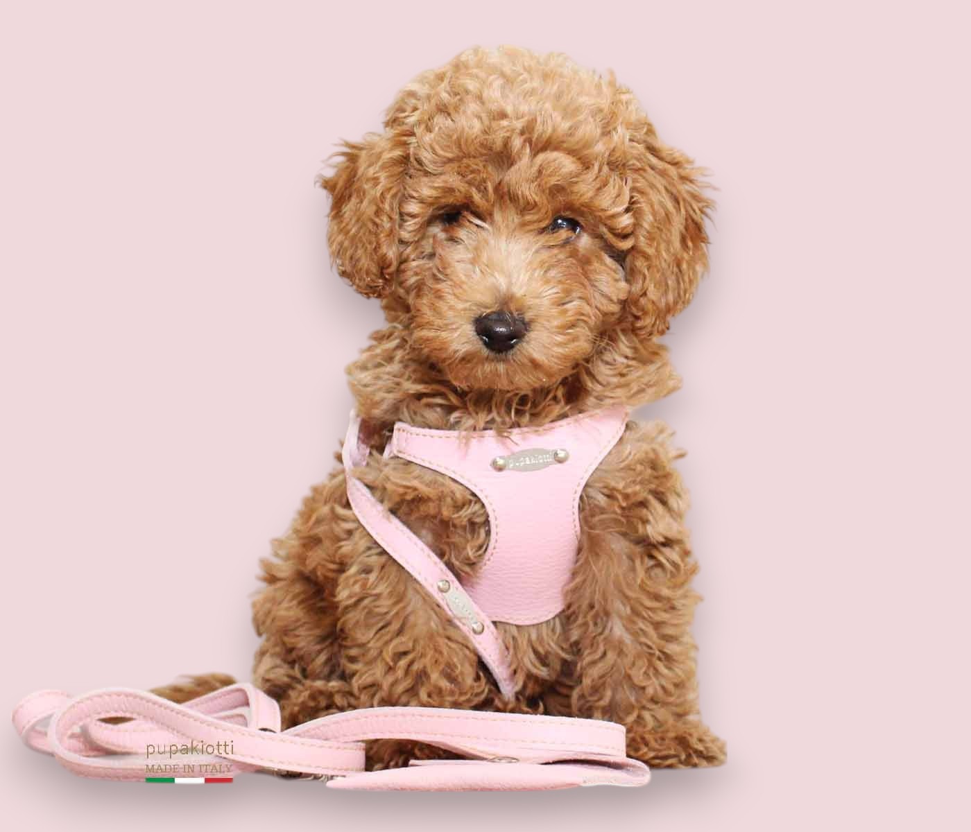 Basic. Set 3 pcs. Leather harness and leash with waste bags dispenser