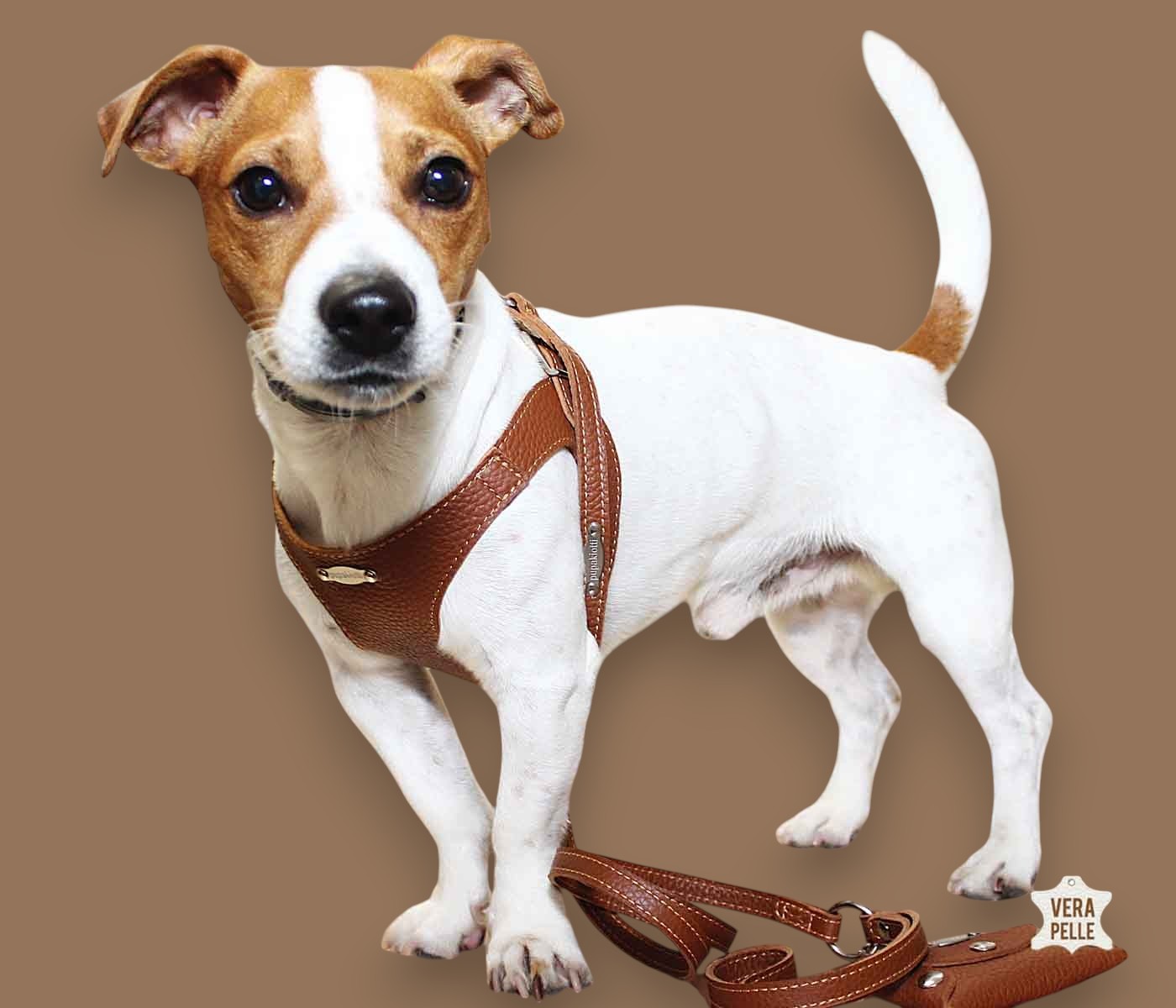 Basic. Set 3 pcs. Leather harness and leash with waste bags dispenser