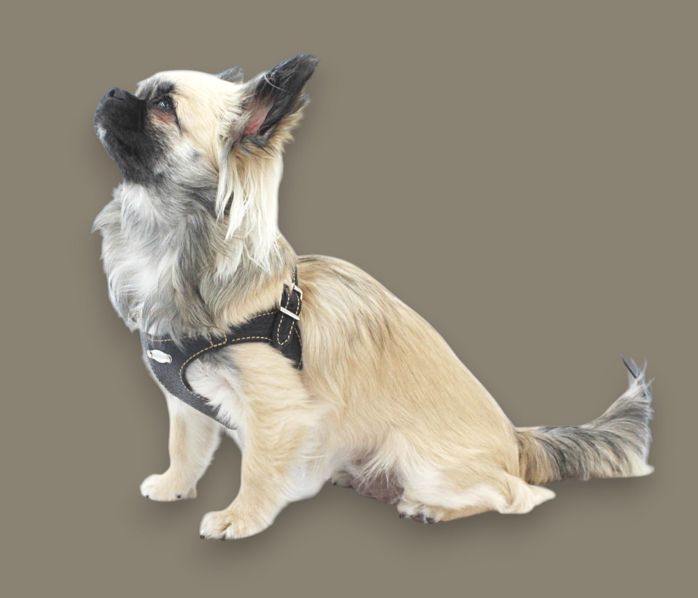 Basic. Set 3 pcs. Leather harness and leash with waste bags dispenser