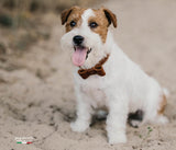 Basic. Papillon-Fiocco in pelle per cane