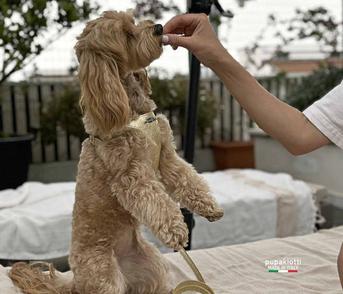 Set Pettorina E Guinzaglio In Vera Pelle - Per Cani Piccoli E Medi, Addestramento, Passeggiate - Foto 12