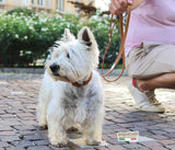 BASIC CLASSIC. Collare in vera pelle per cane