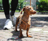 BASIC H. Pettorina in Vera Pelle per cane