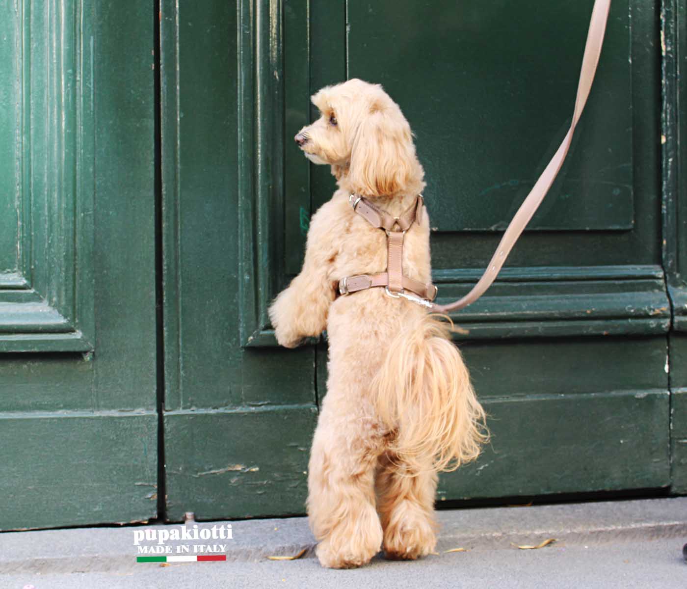 BASIC H. Pettorina in Vera Pelle per cane