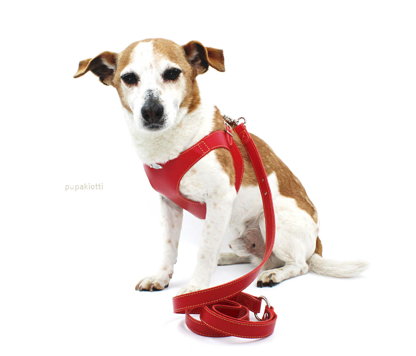 Basic. Set 3 pezzi. Pettorina e guinzaglio con porta sacchetti in pelle per cane