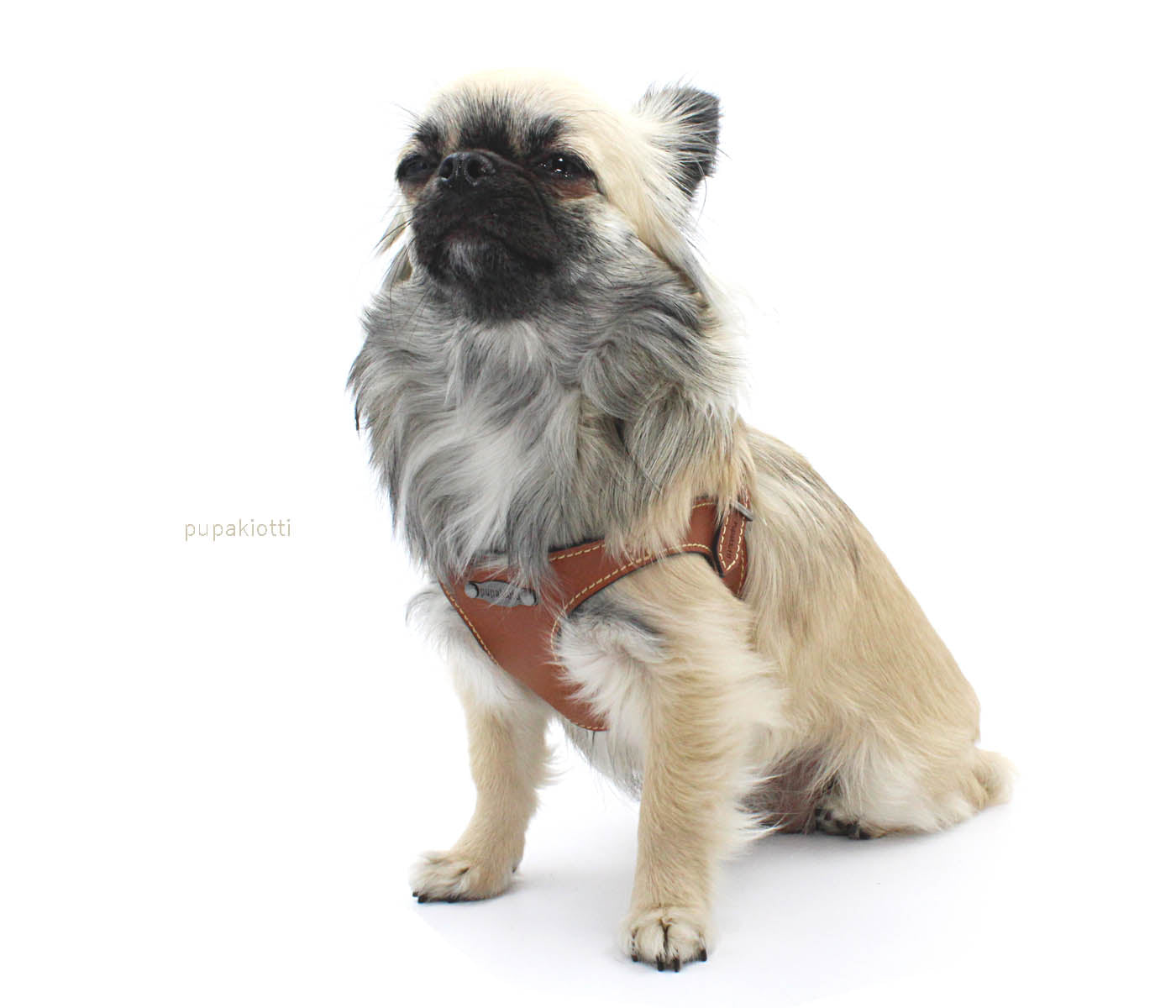 PREMIUM. Leather harness for dog