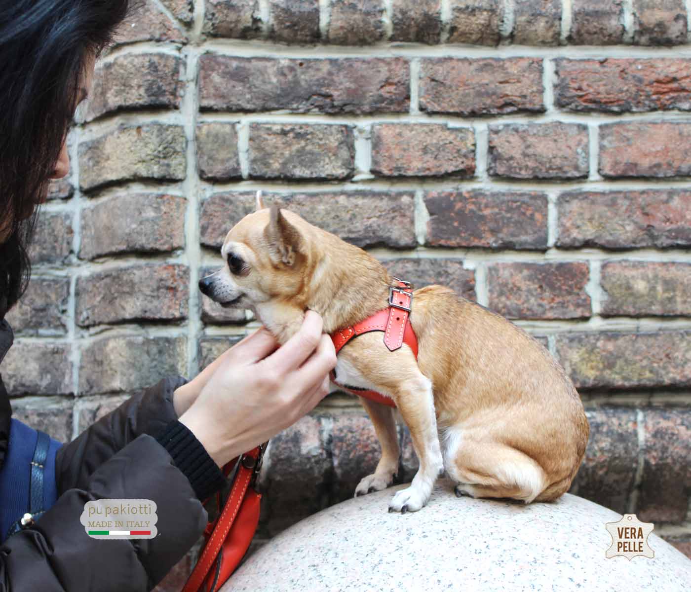 PREMIUM. Leather harness for dog