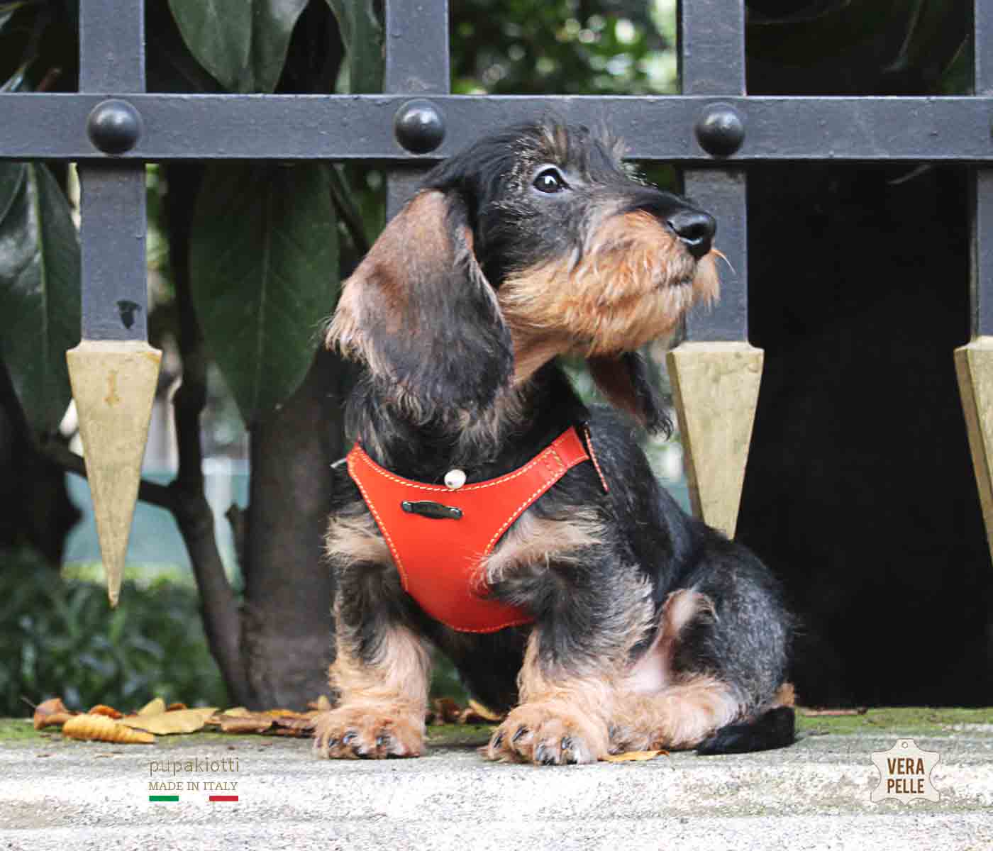 PREMIUM. Leather harness for dog