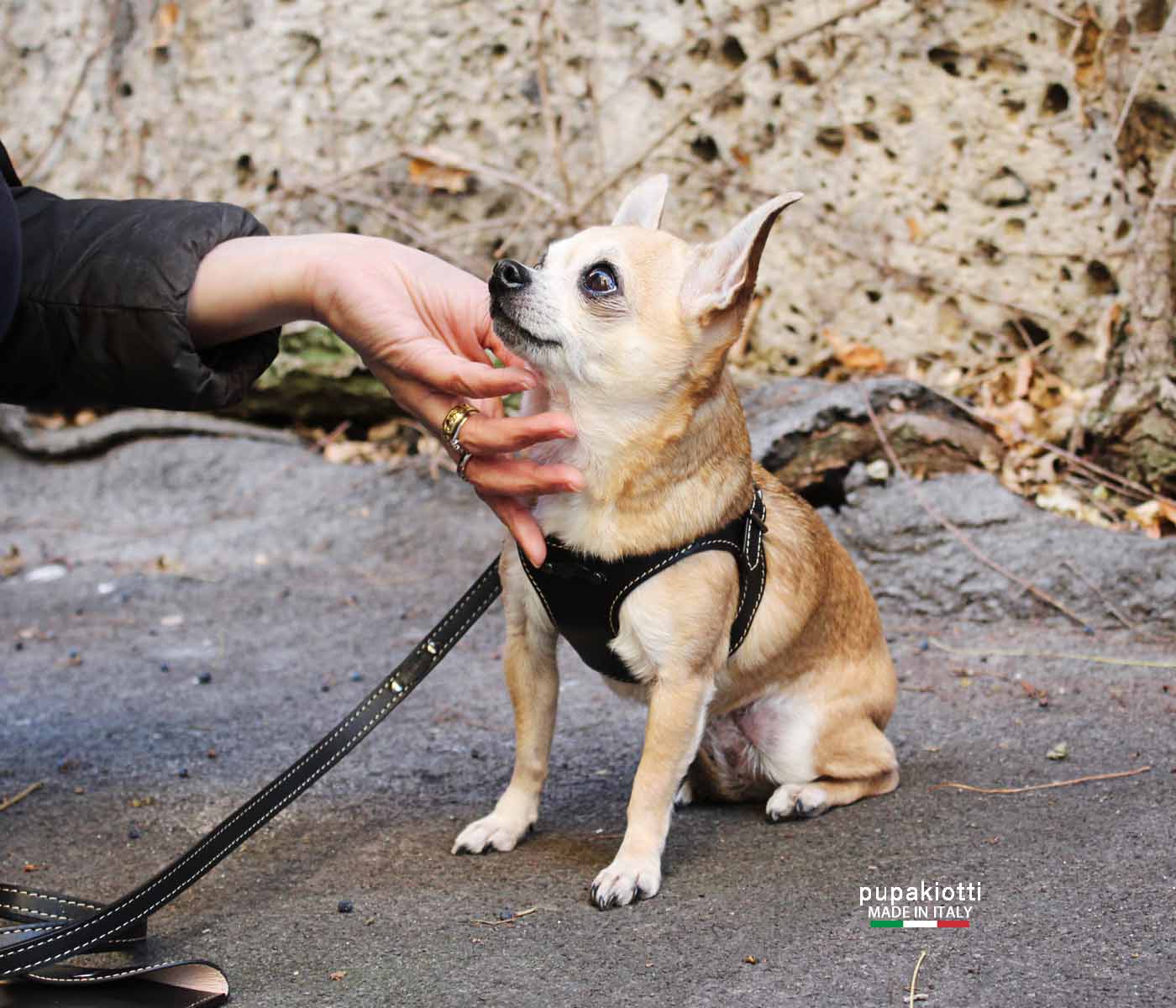 PREMIUM. Leather harness for dog