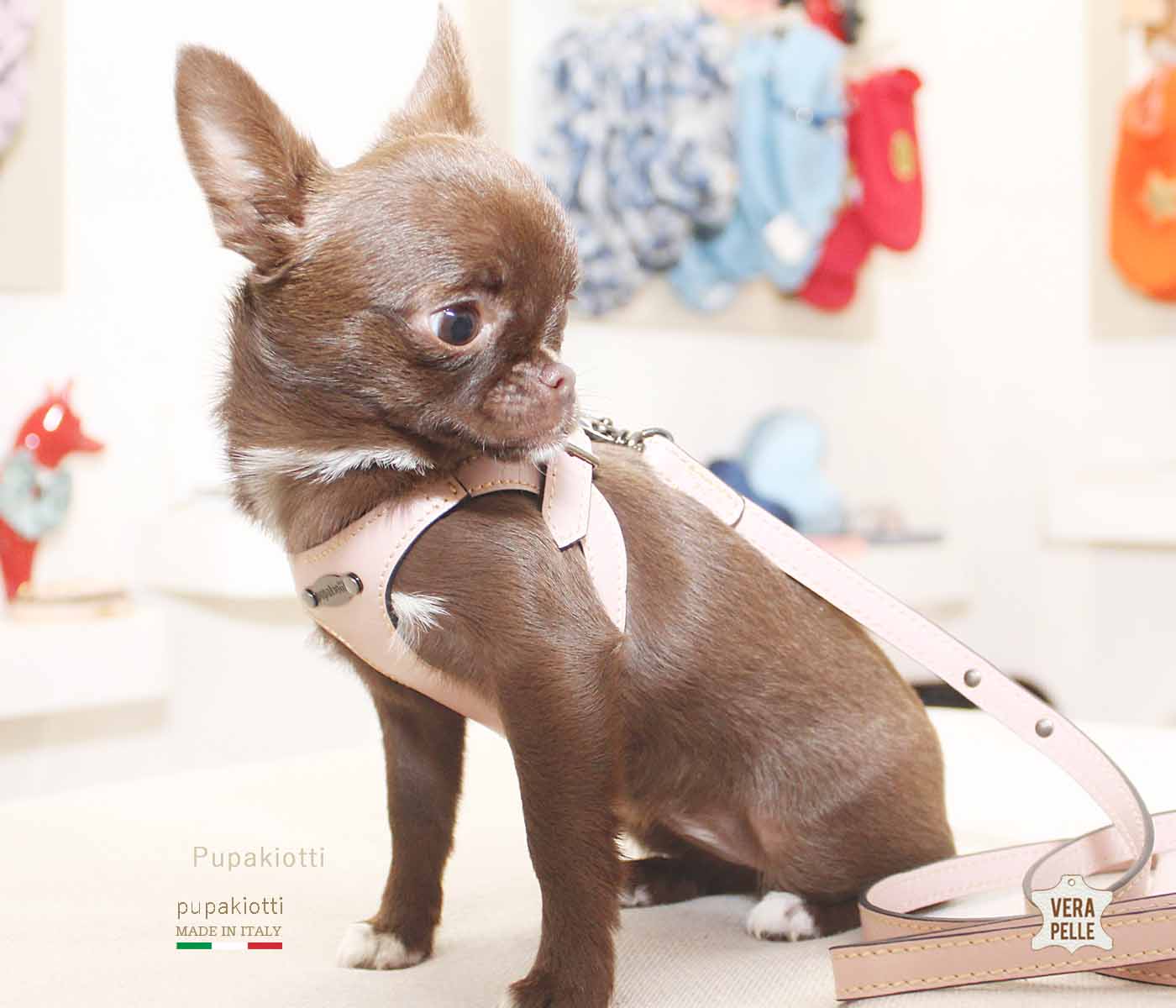 PREMIUM. Leather harness for dog
