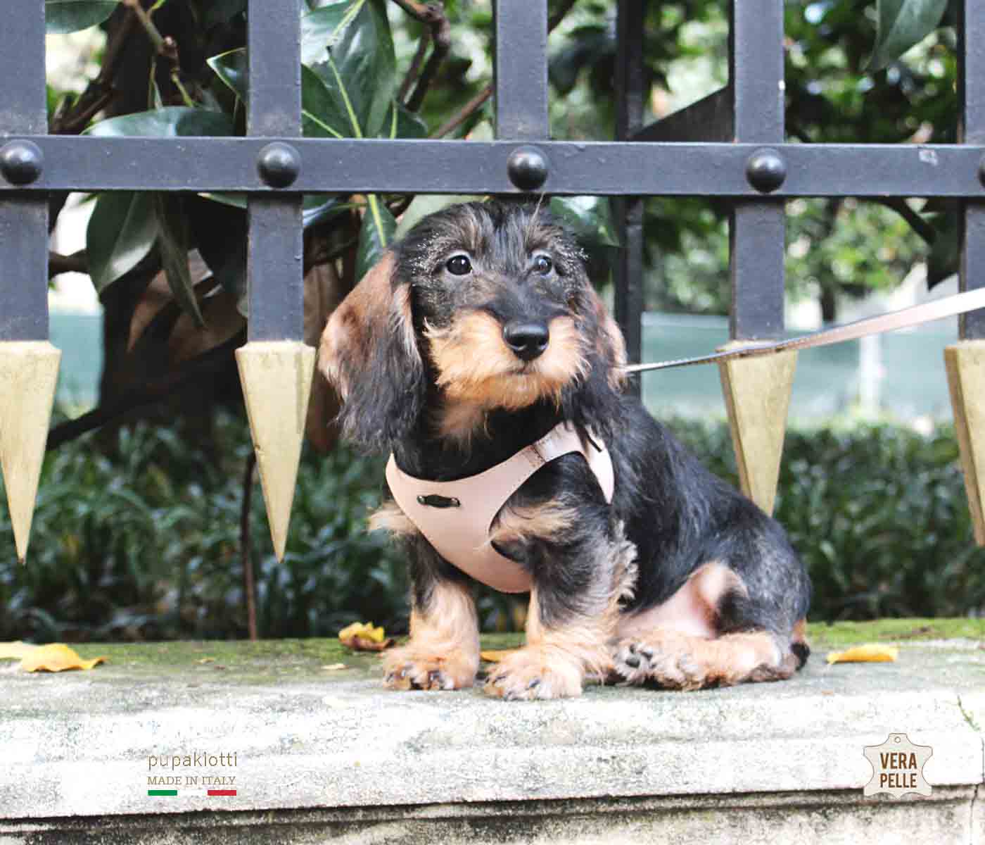 PREMIUM. Leather harness for dog