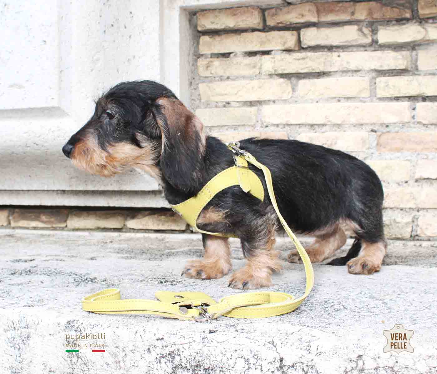 Basic. Set 3 pcs. Leather harness and leash with waste bags dispenser