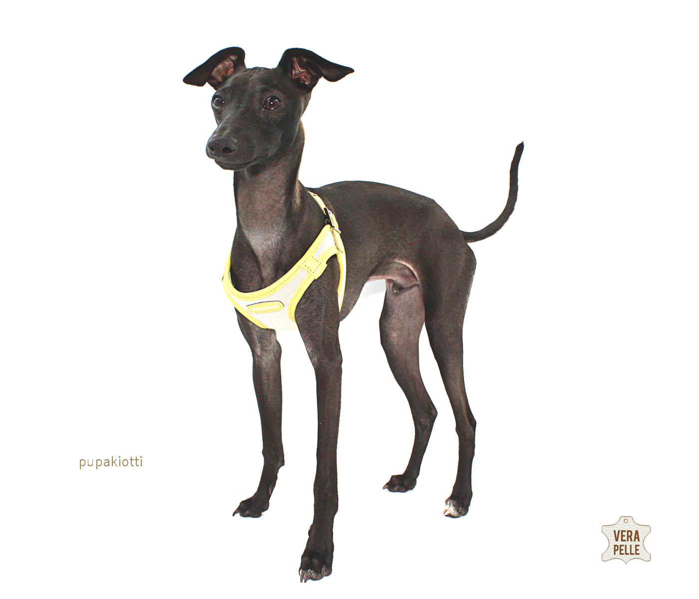 Contemporary. Pettorina ergonomica e regolabile in tessuto tecnico e vera pelle per cane